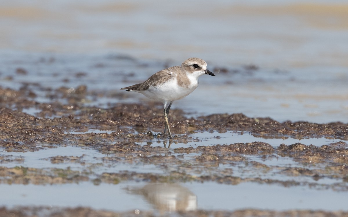 Tibetan Sand-Plover - ML628094660