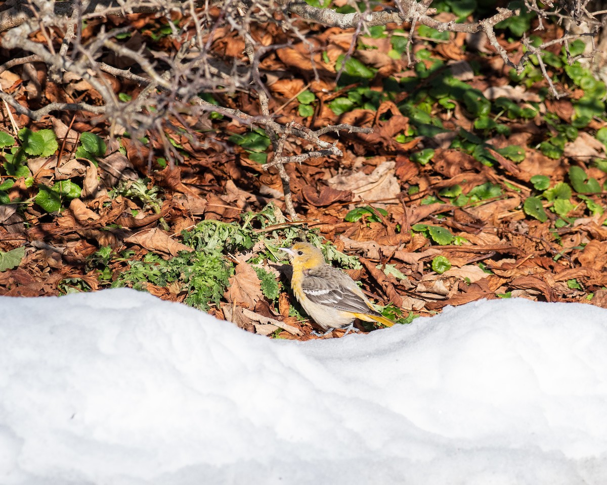 Baltimore Oriole - ML628094695