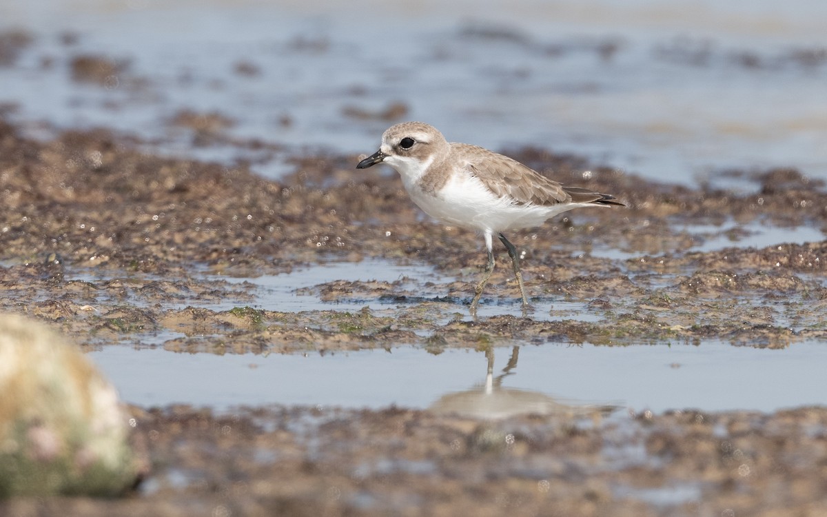 Tibetan Sand-Plover - ML628094698