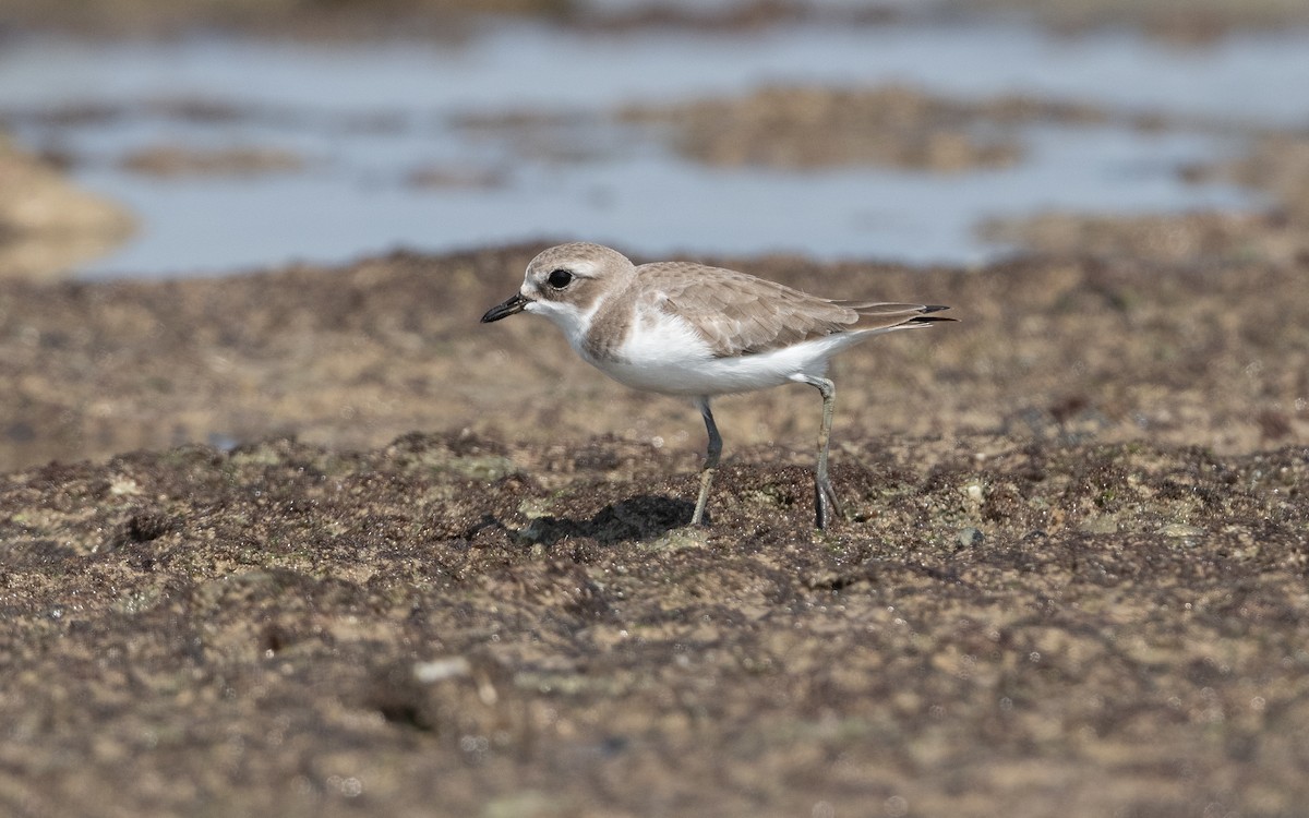 Tibetan Sand-Plover - ML628094707
