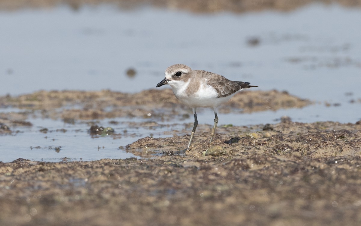 Tibetan Sand-Plover - ML628094721