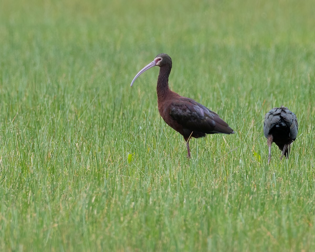 White-faced Ibis - ML628094751