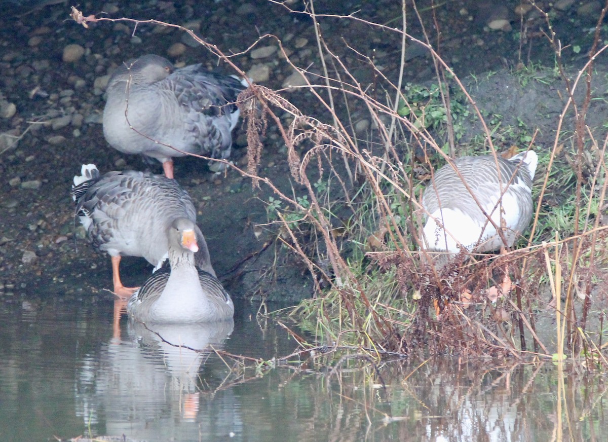 Graylag Goose - ML628094783