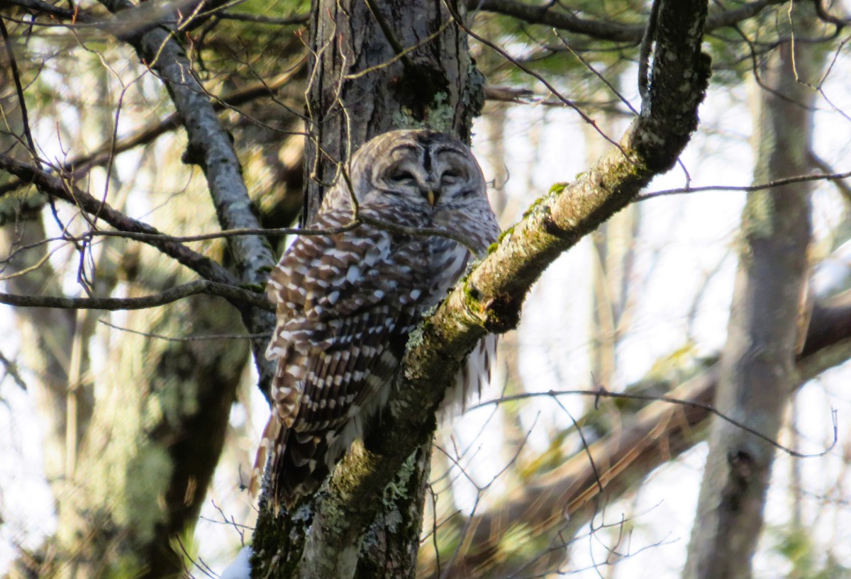 Barred Owl - ML628094791