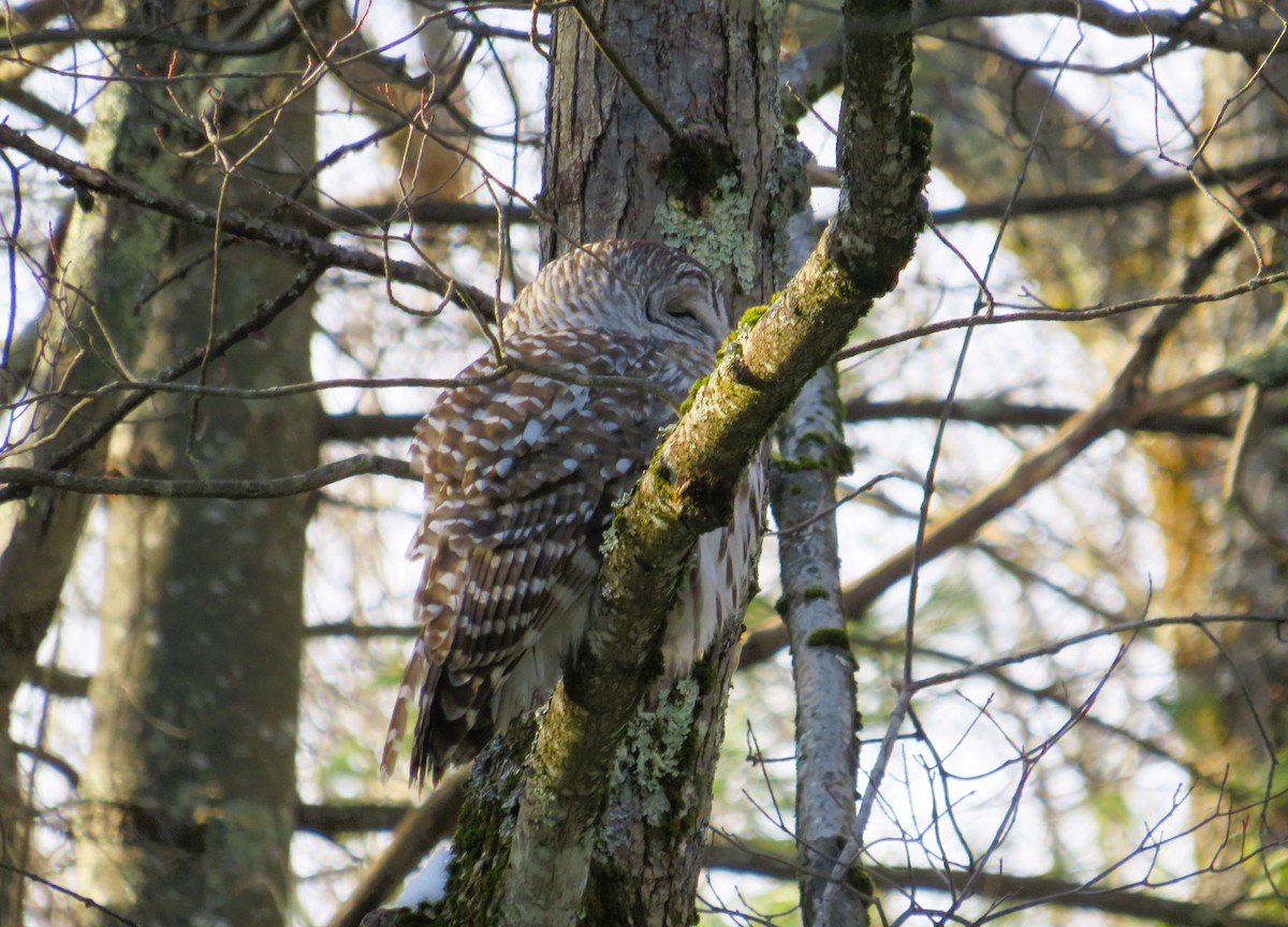 Barred Owl - ML628094793