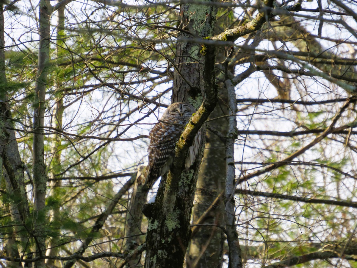 Barred Owl - ML628094795