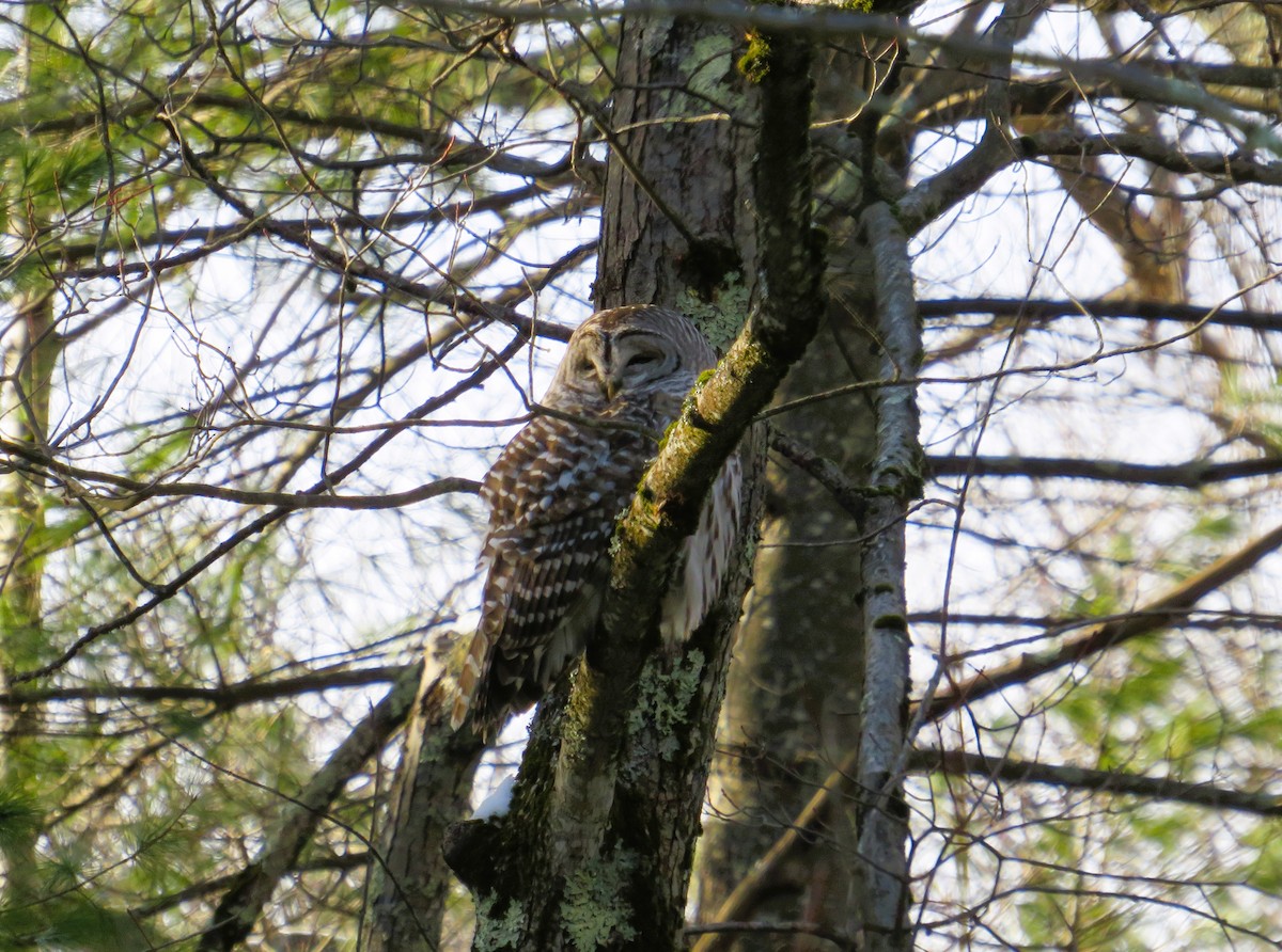 Barred Owl - ML628094799