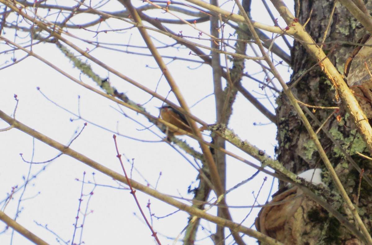 Red-breasted Nuthatch - ML628094877