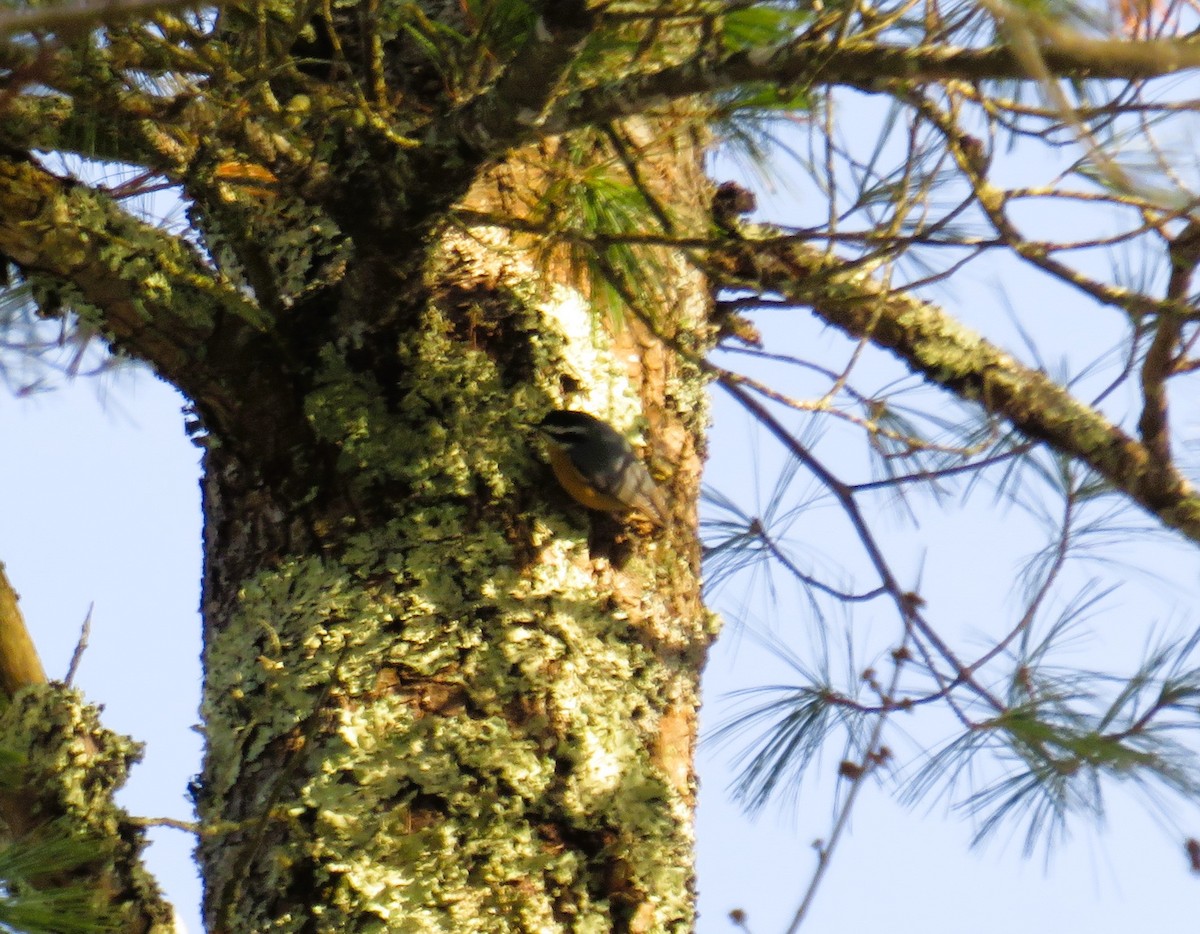 Red-breasted Nuthatch - ML628094908