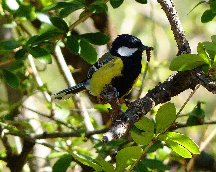 Green-backed Tit - forest venkat