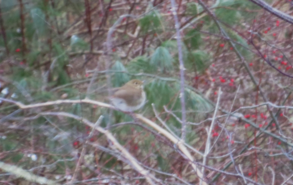 Hermit Thrush - ML628094917