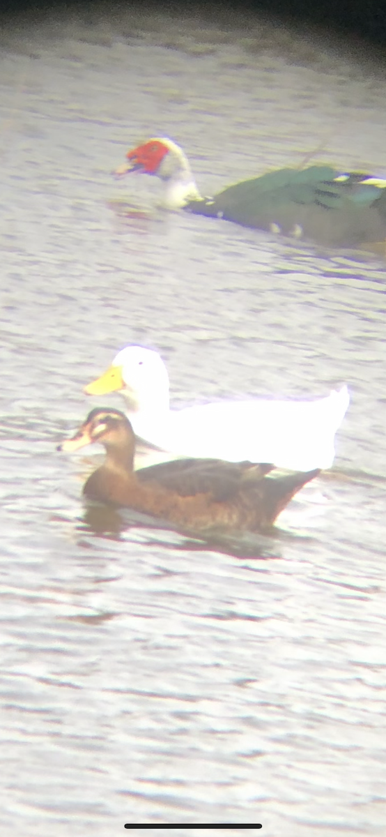 Muscovy Duck x Mallard (hybrid) - ML628095010