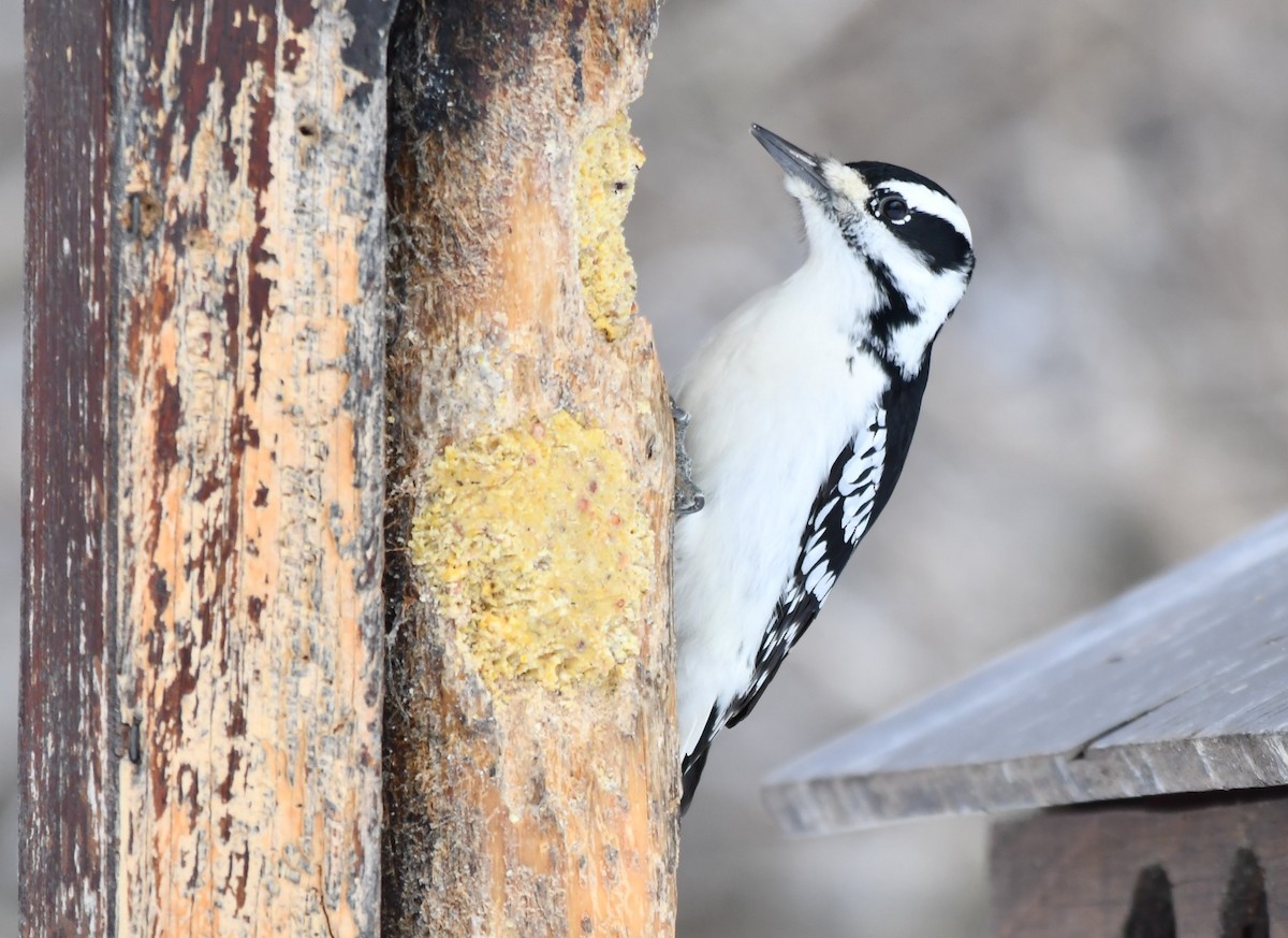 Hairy Woodpecker - ML628095033