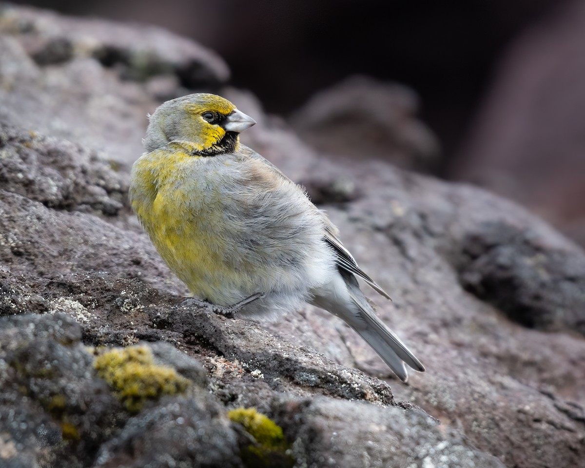 Yellow-bridled Finch - ML628095094