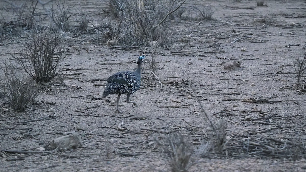 Helmeted Guineafowl - ML628095112