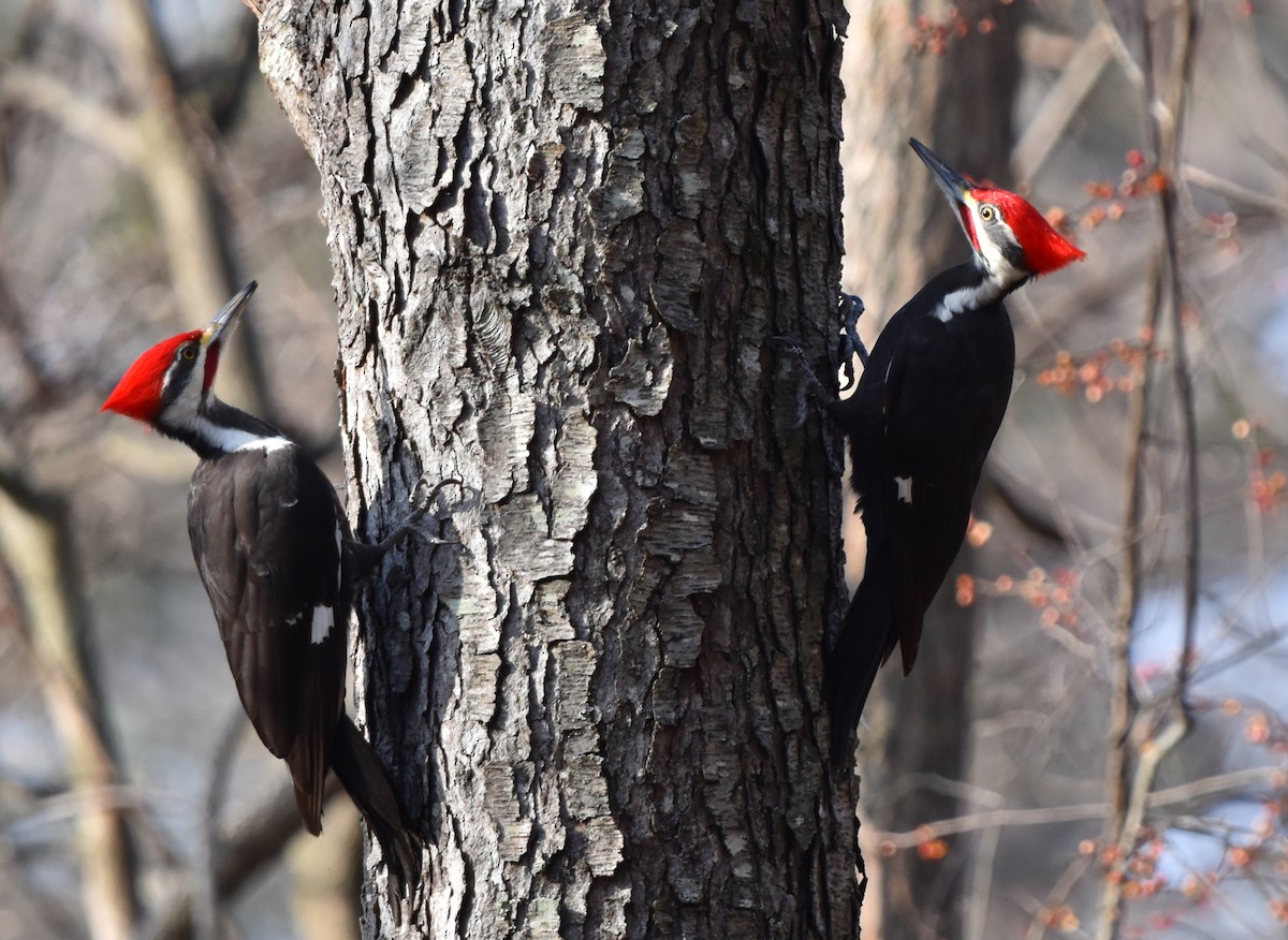 Pileated Woodpecker - ML628095113