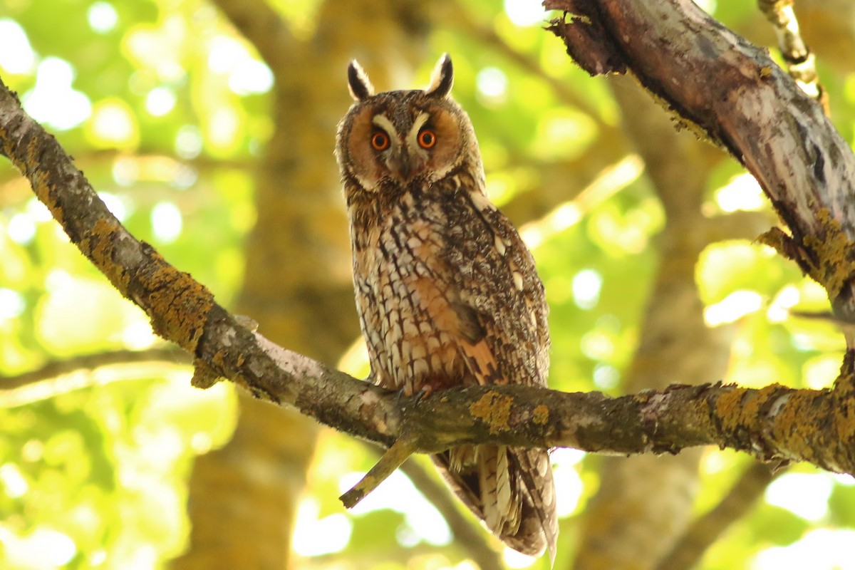 Long-eared Owl - ML628095154