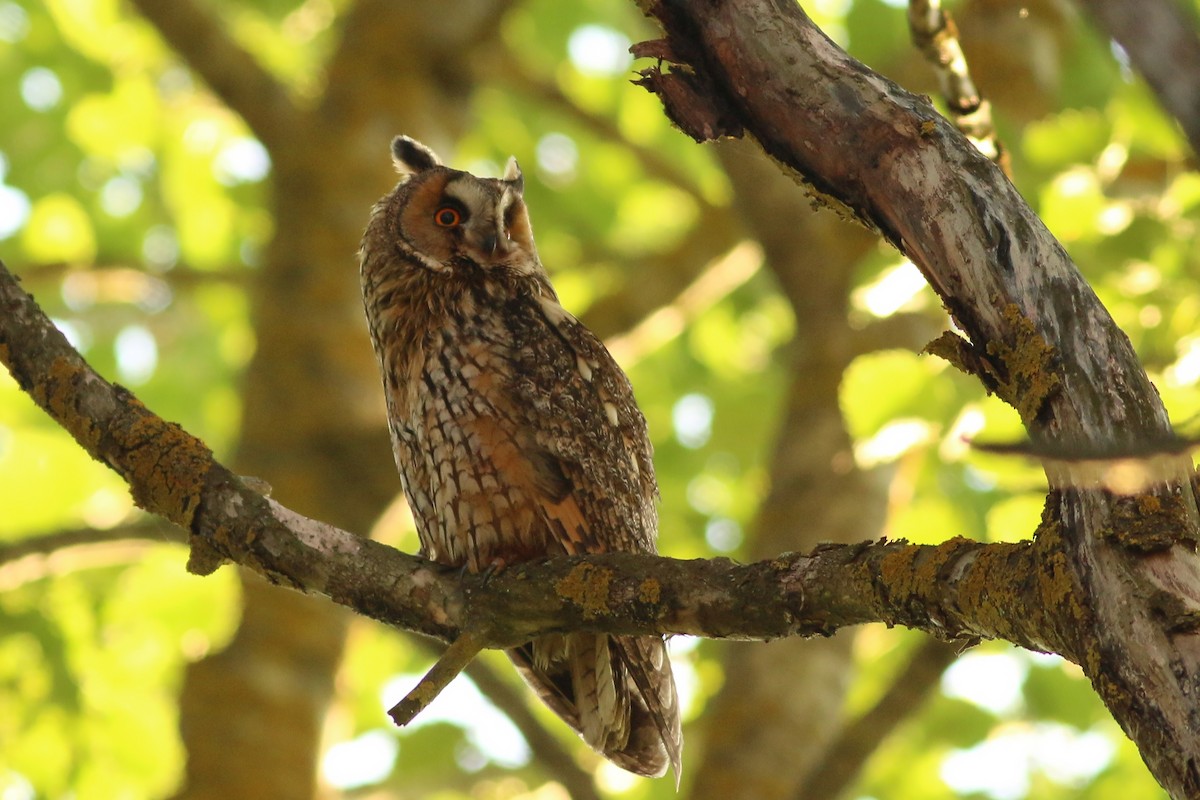 Long-eared Owl - ML628095155