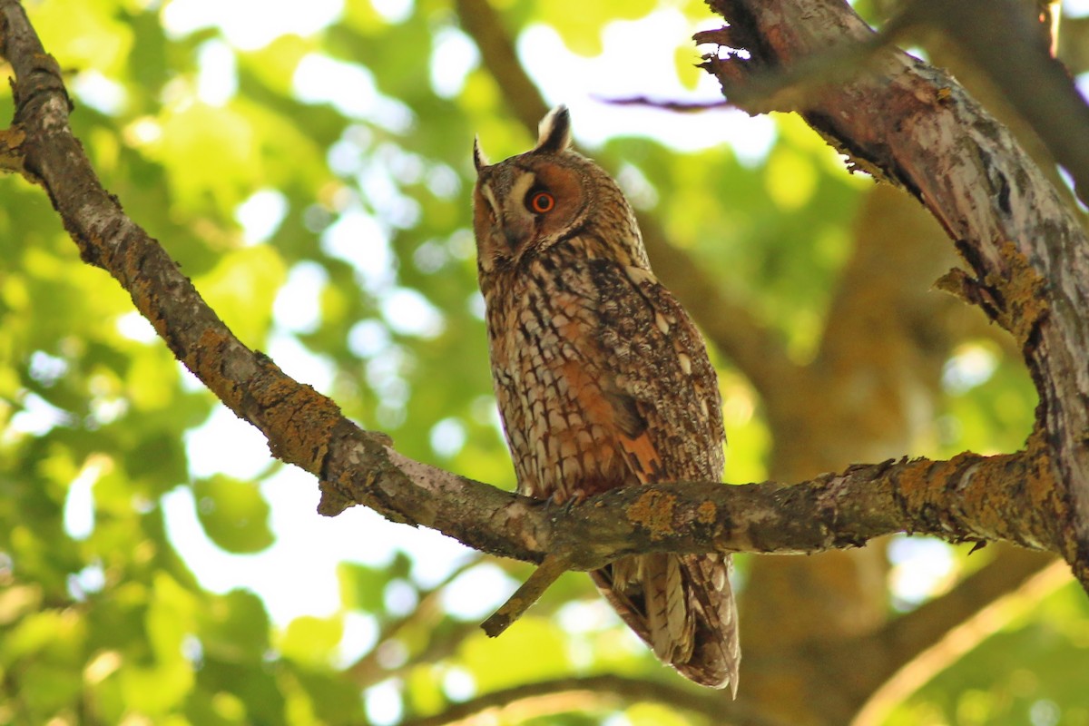 Long-eared Owl - ML628095156