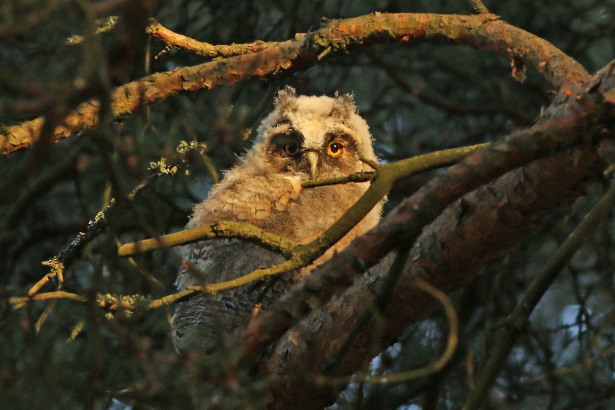 Long-eared Owl - ML628095157