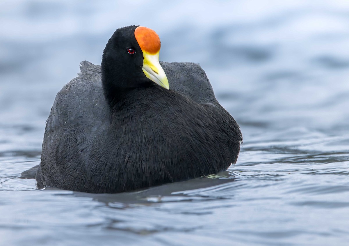 Slate-colored Coot (Yellow-billed) - Juan Torres Tavera