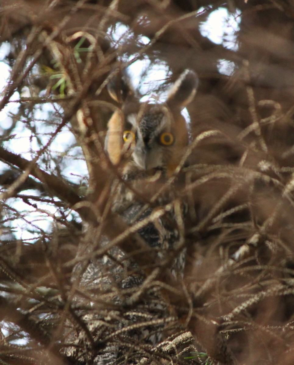 Long-eared Owl - ML628095181