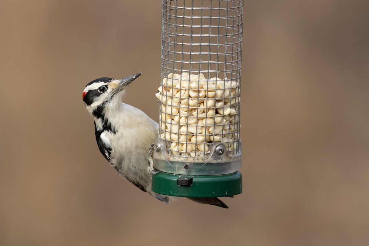 Hairy Woodpecker - ML628095218