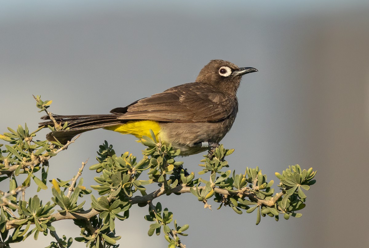 Cape Bulbul - ML628095242