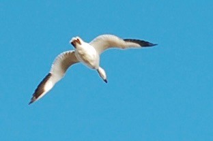 Snow Goose - ML628095322