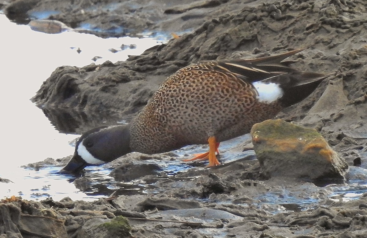 Blue-winged Teal - Antonio Jesús Sepúlveda