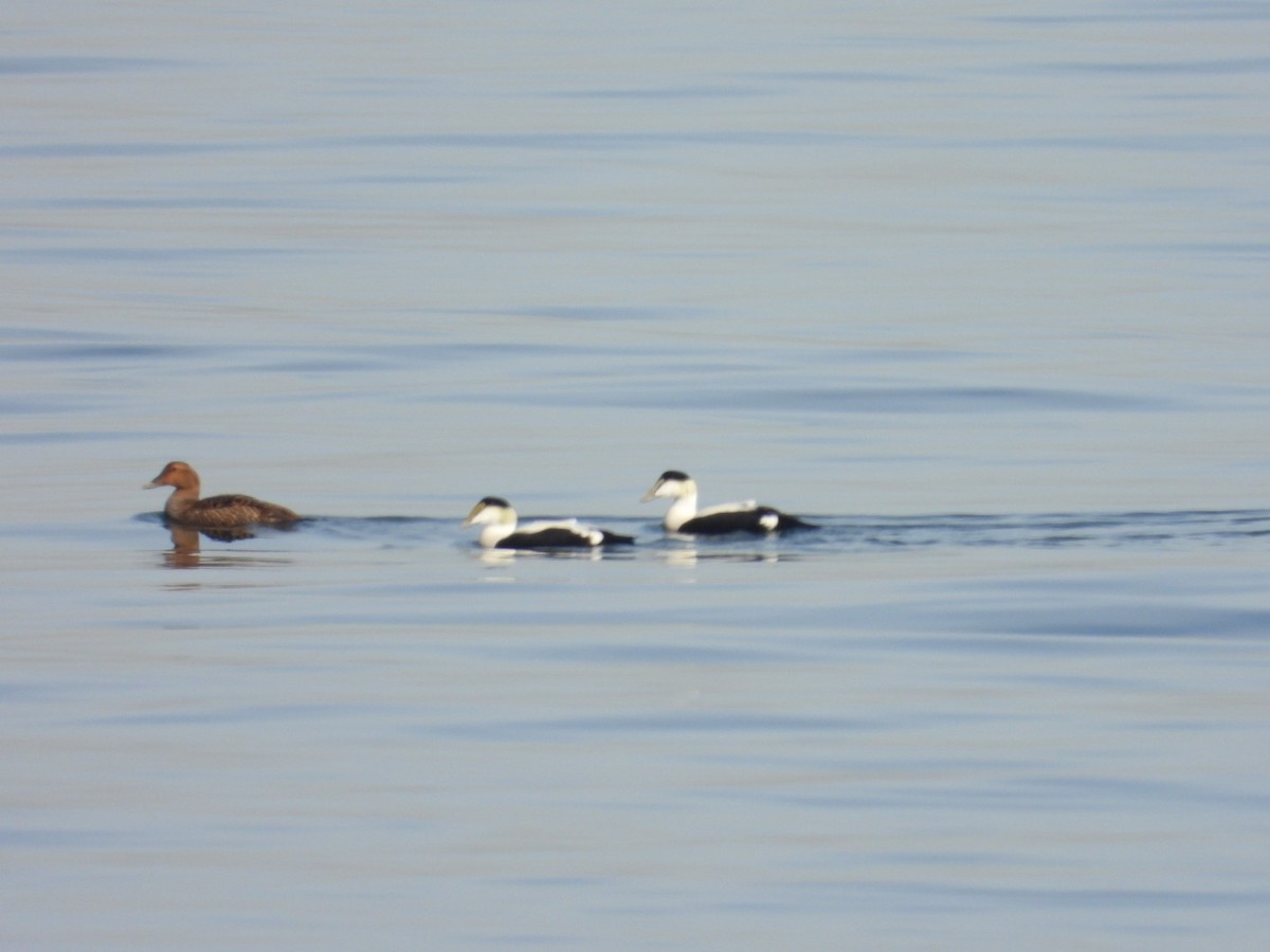 Common Eider - ML628095480