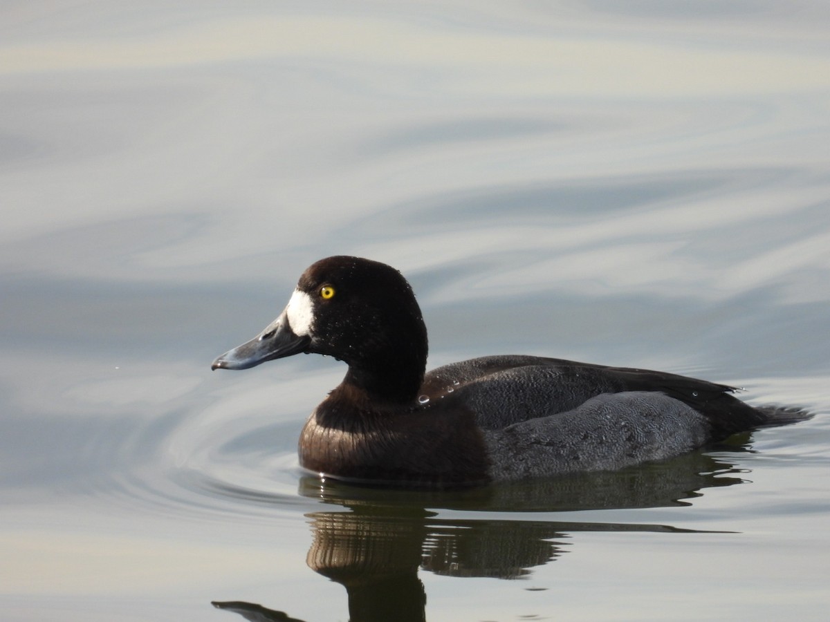 Lesser Scaup - ML628095521