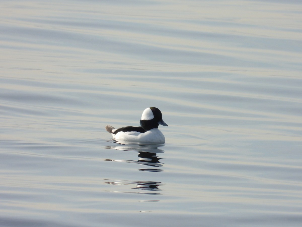 Bufflehead - ML628095530