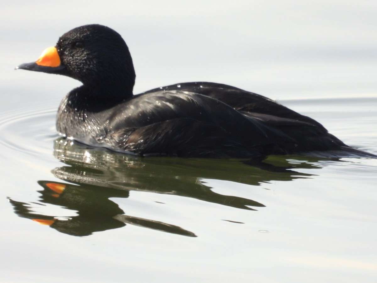 Black Scoter - ML628095584