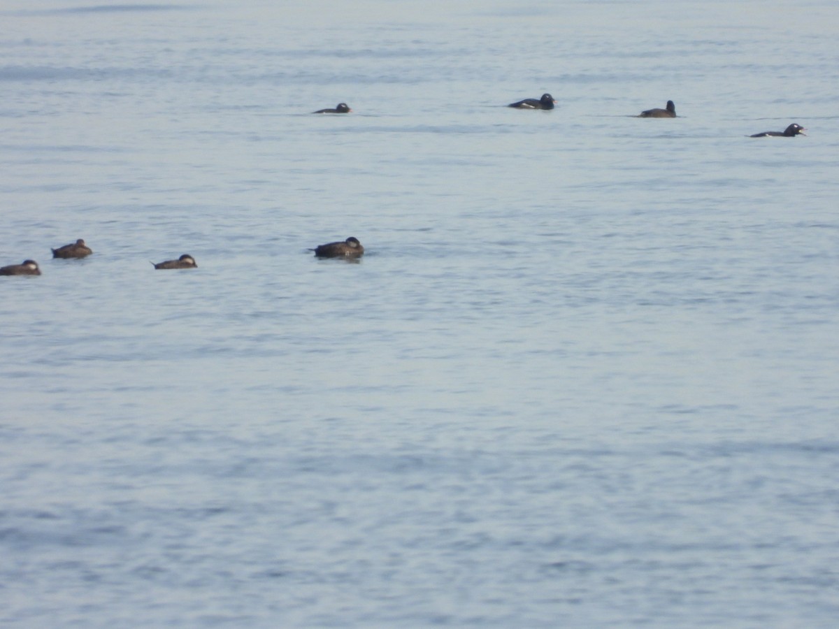 White-winged Scoter - ML628095616