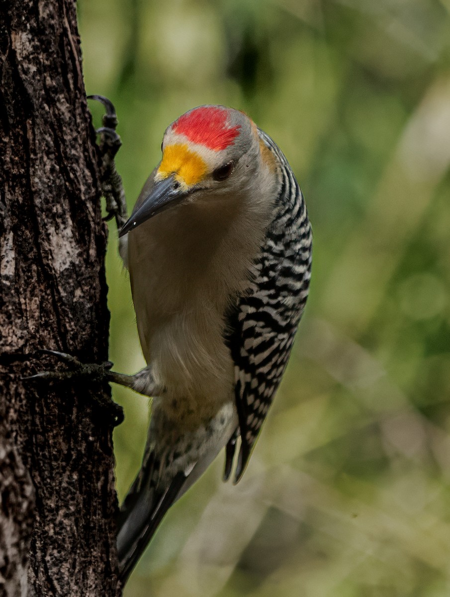 Golden-fronted Woodpecker - ML628095617