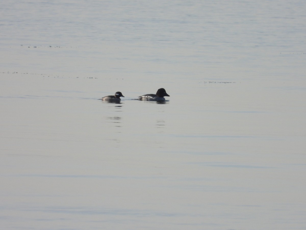 Common Goldeneye - ML628095631