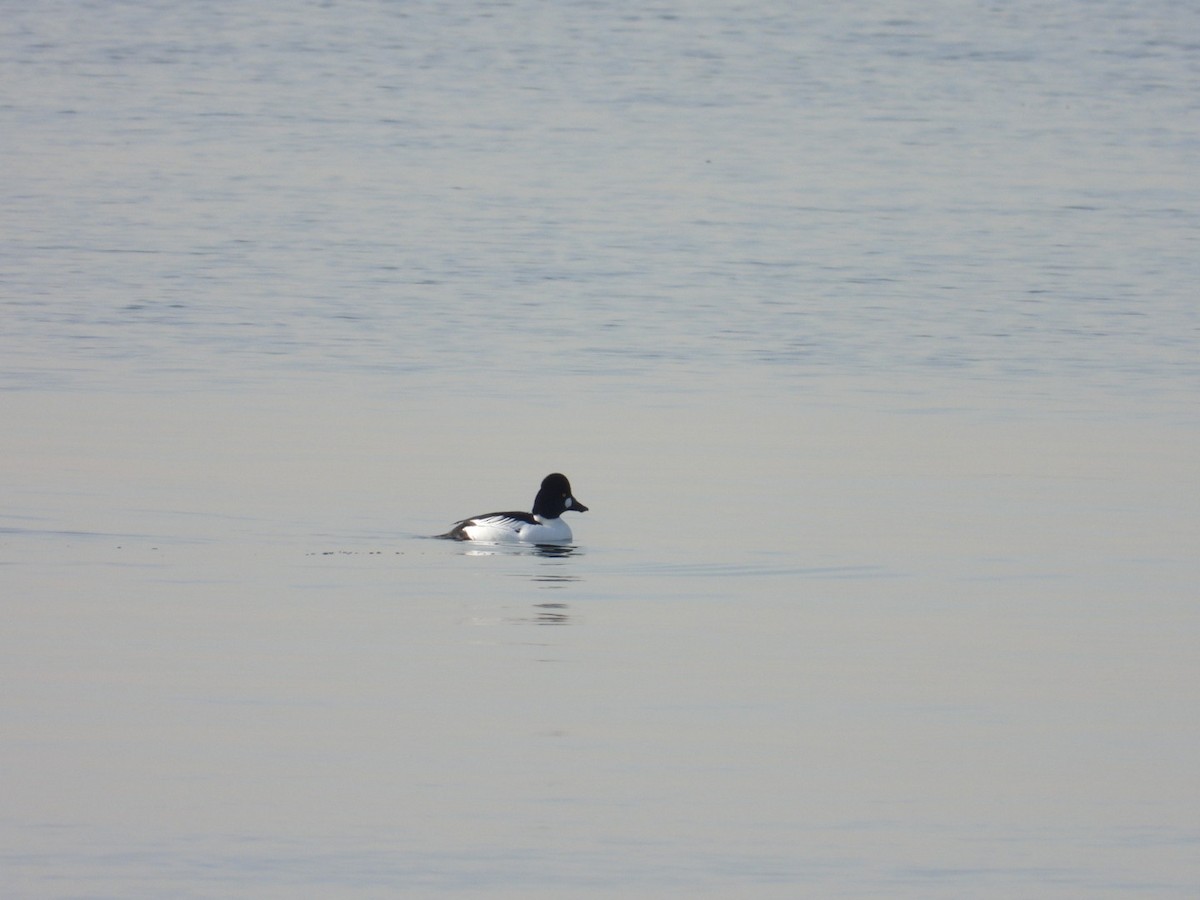 Common Goldeneye - ML628095632