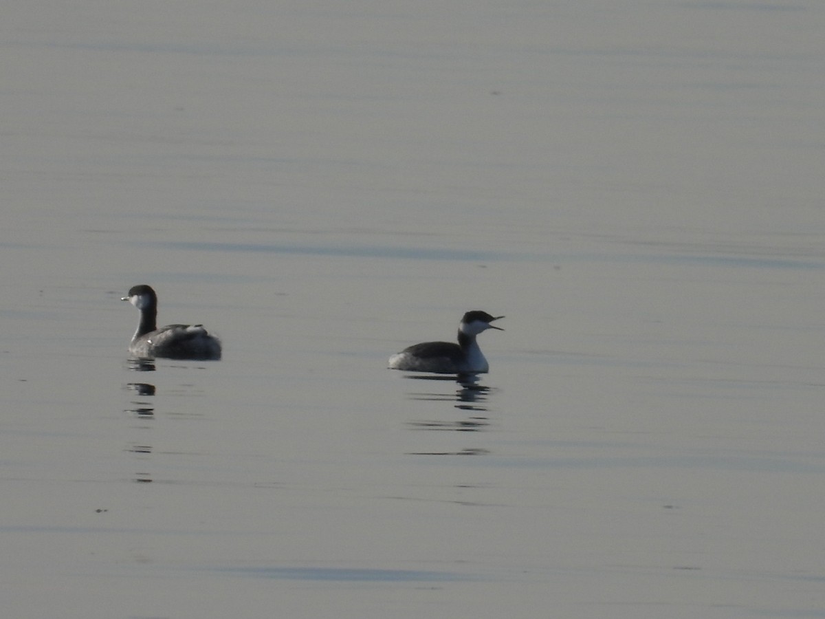 Horned Grebe - ML628095645