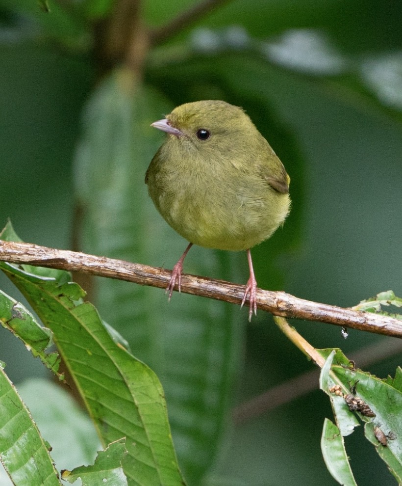 Golden-winged Manakin - ML628095920