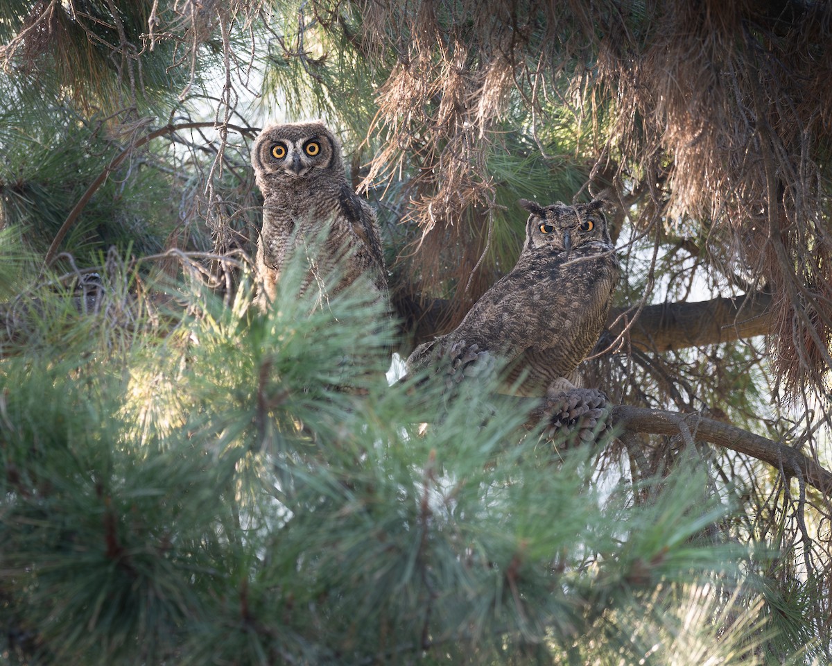 Lesser Horned Owl - ML628096036