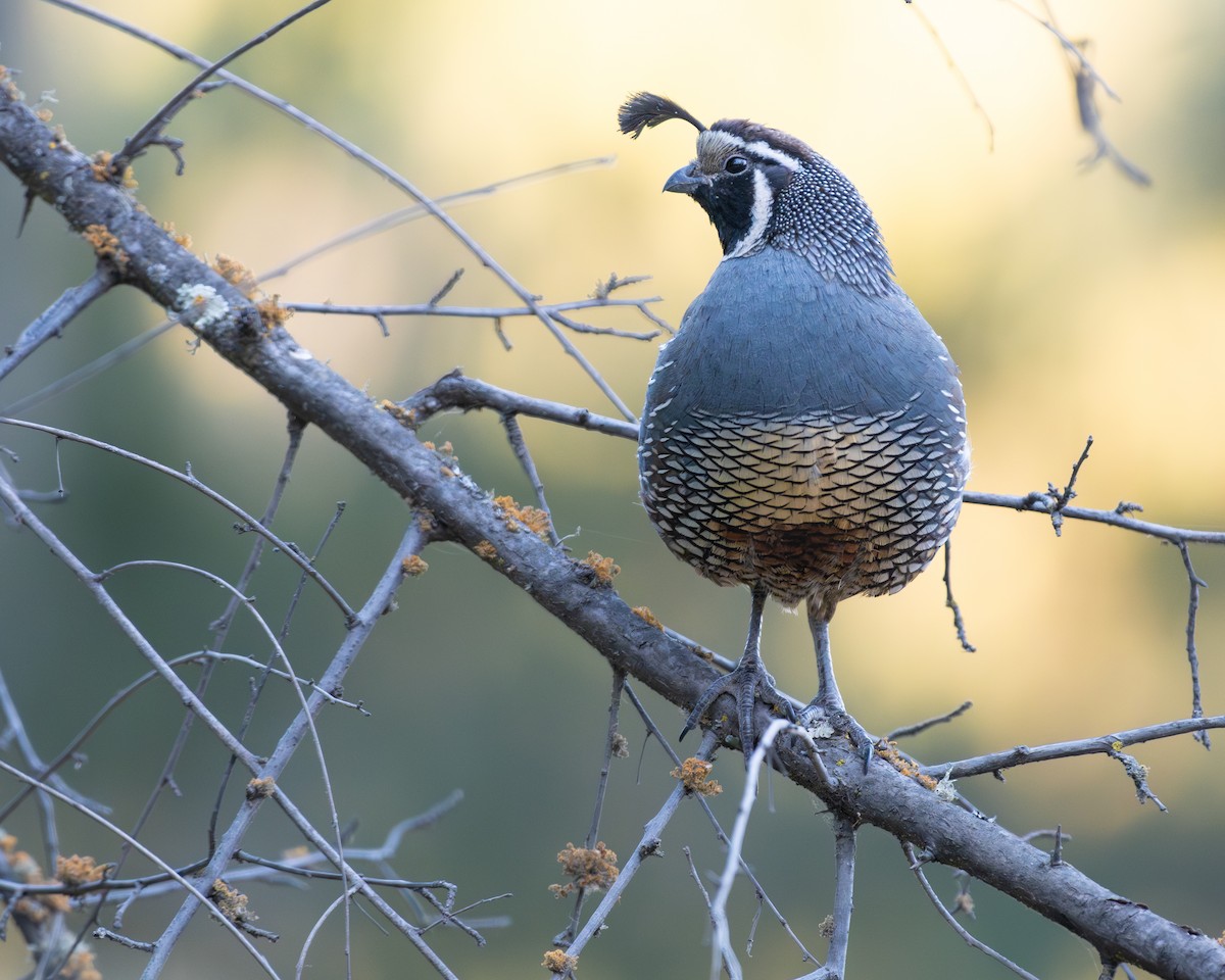 California Quail - ML628096052