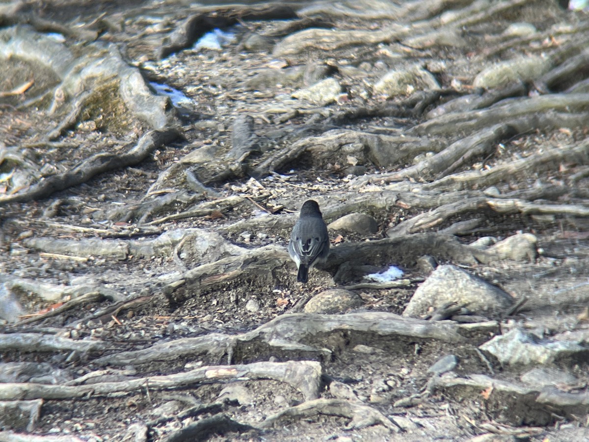 vinterjunko (hyemalis/carolinensis) - ML628096057