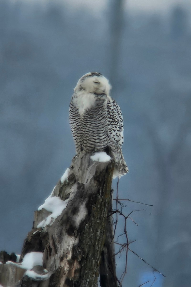 Snowy Owl - ML628096072