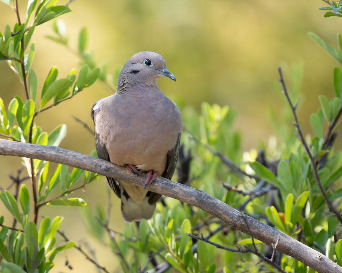 Eared Dove - ML628096110