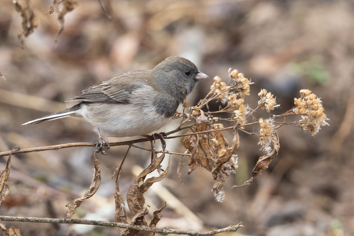 Dark-eyed Junco - ML628096125