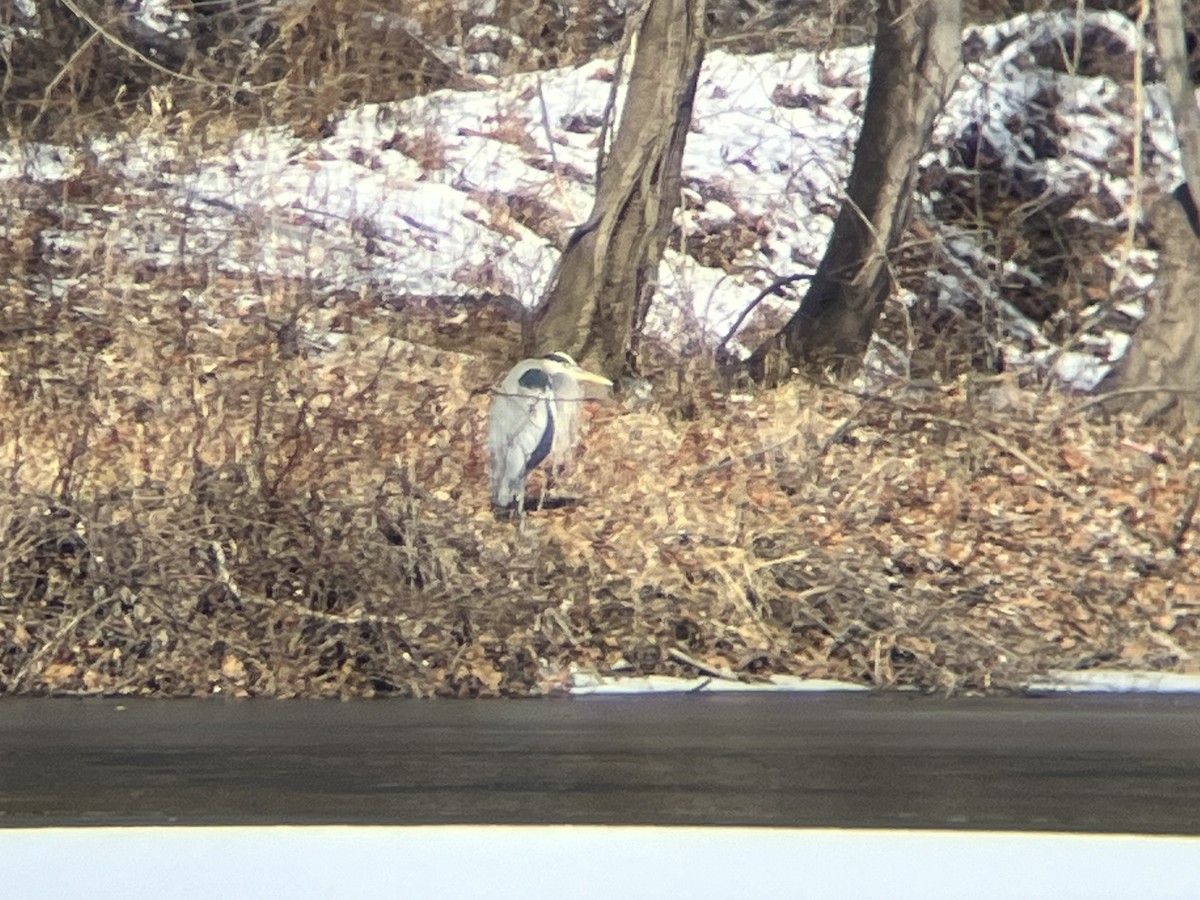 Great Blue Heron (Great Blue) - ML628096140