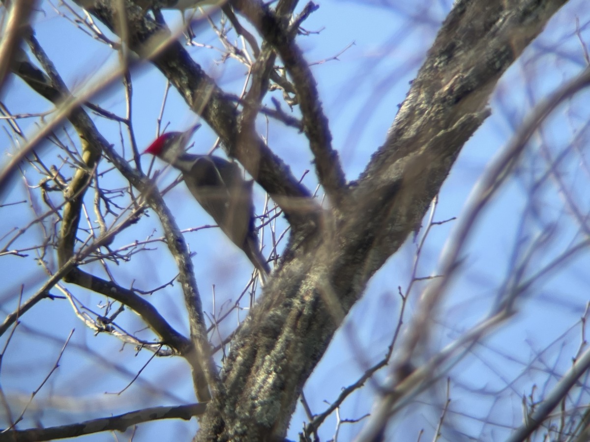 Pileated Woodpecker - ML628096164