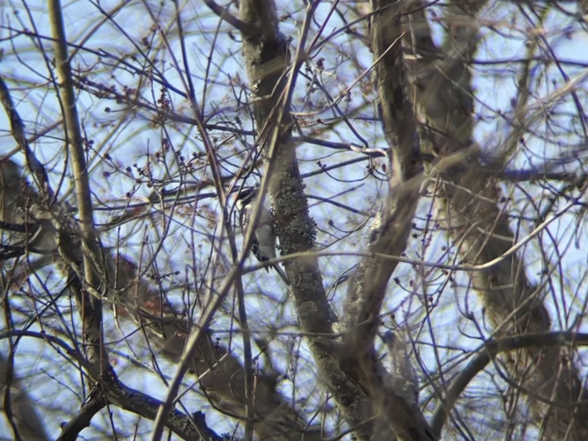 Hairy Woodpecker - ML628096176