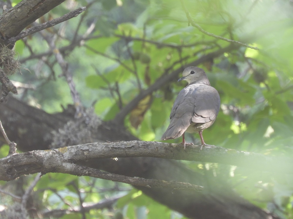 Large-tailed Dove - ML628096195